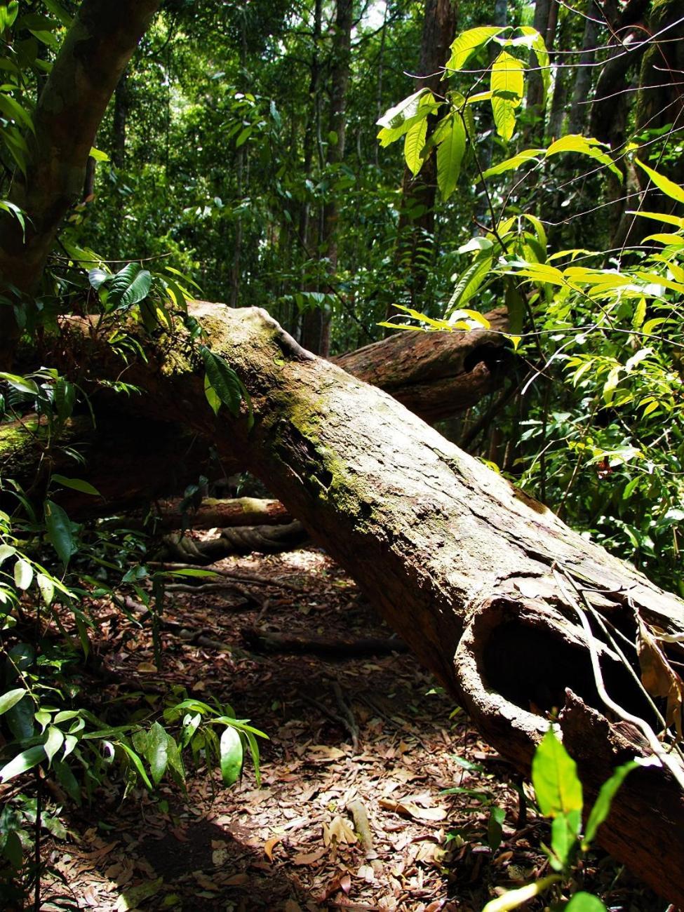 Thejungleguide - Lodges & Treks Bukit Lawang Exterior foto
