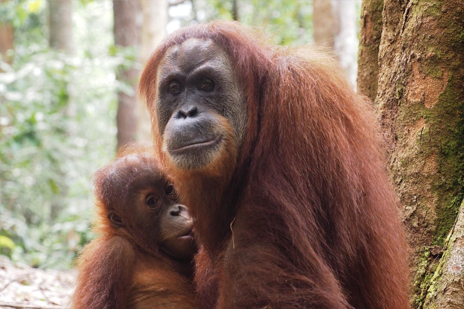 Thejungleguide - Lodges & Treks Bukit Lawang Exterior foto