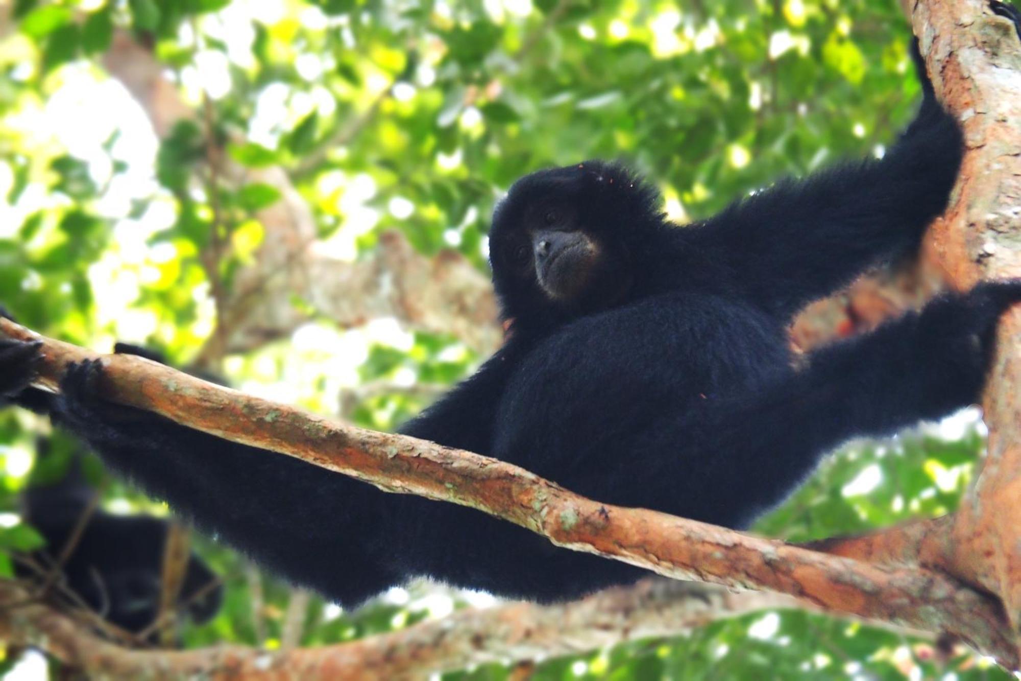 Thejungleguide - Lodges & Treks Bukit Lawang Exterior foto