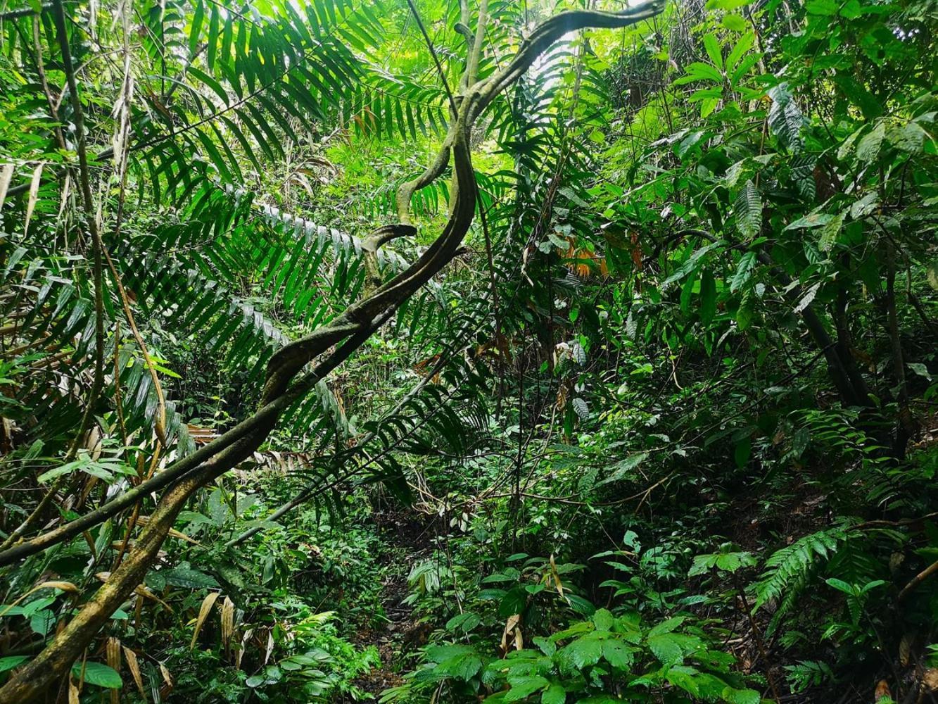 Thejungleguide - Lodges & Treks Bukit Lawang Exterior foto