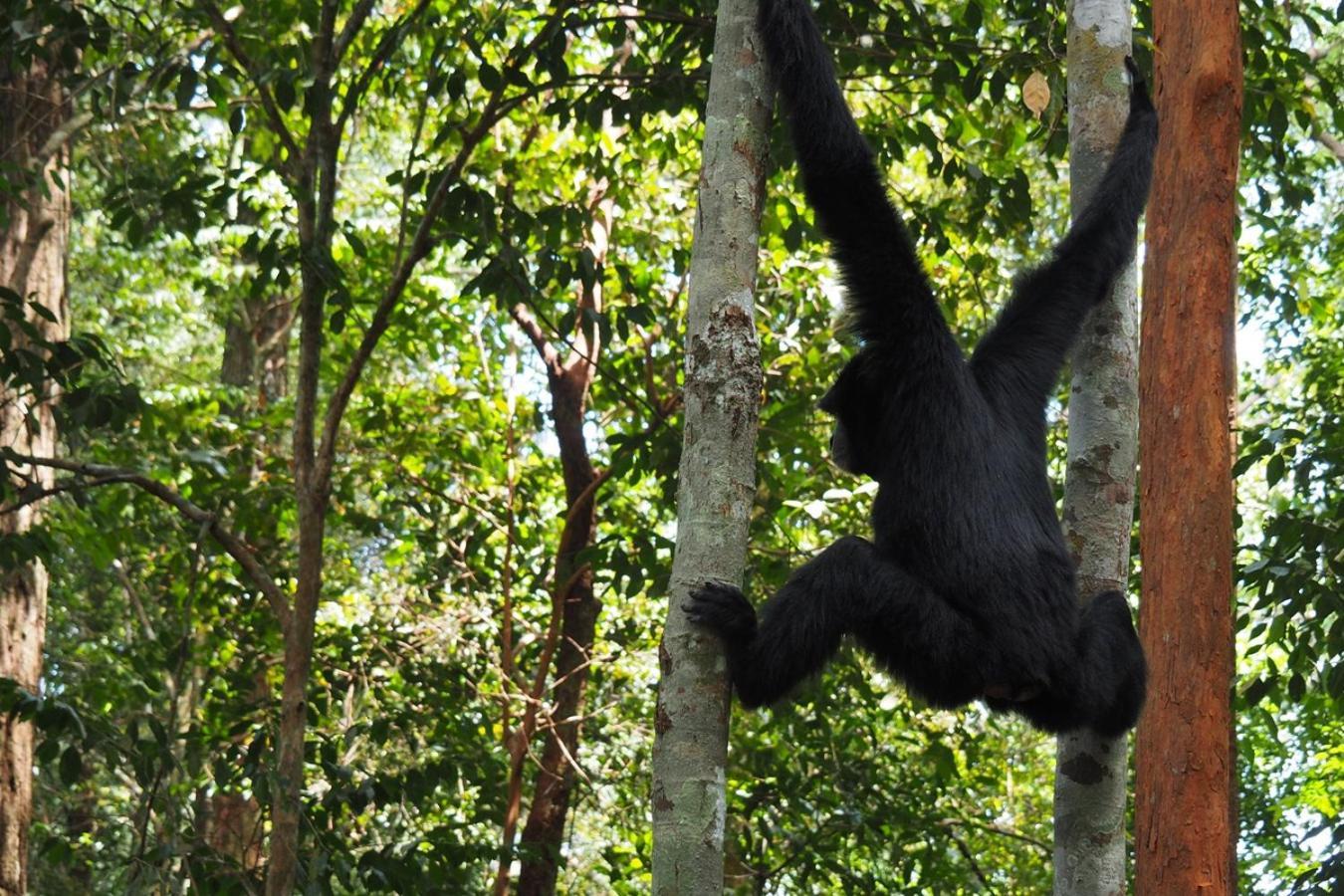 Thejungleguide - Lodges & Treks Bukit Lawang Exterior foto