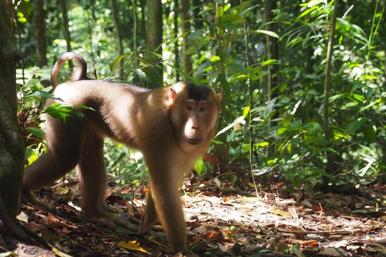Thejungleguide - Lodges & Treks Bukit Lawang Exterior foto