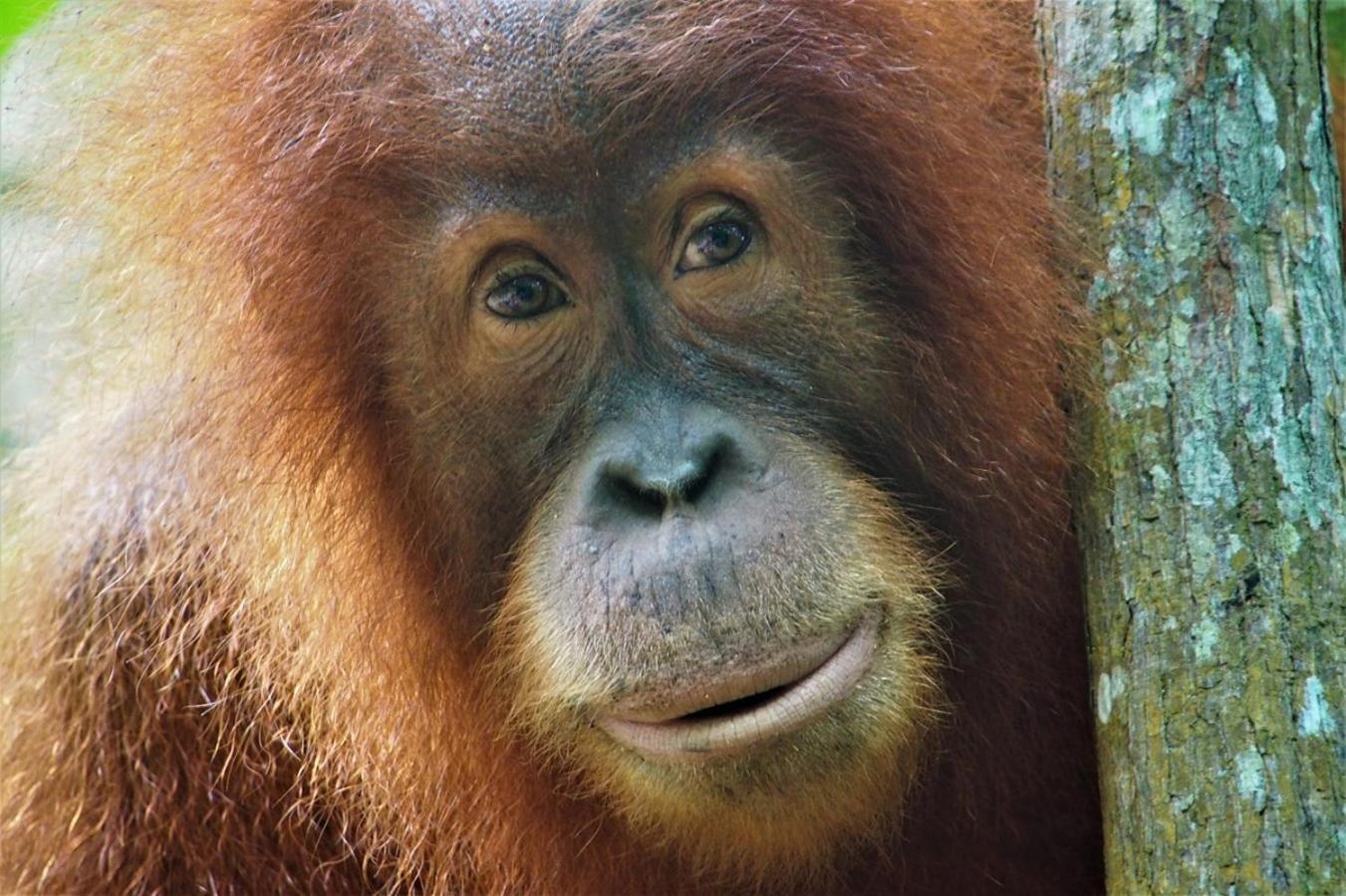 Thejungleguide - Lodges & Treks Bukit Lawang Exterior foto