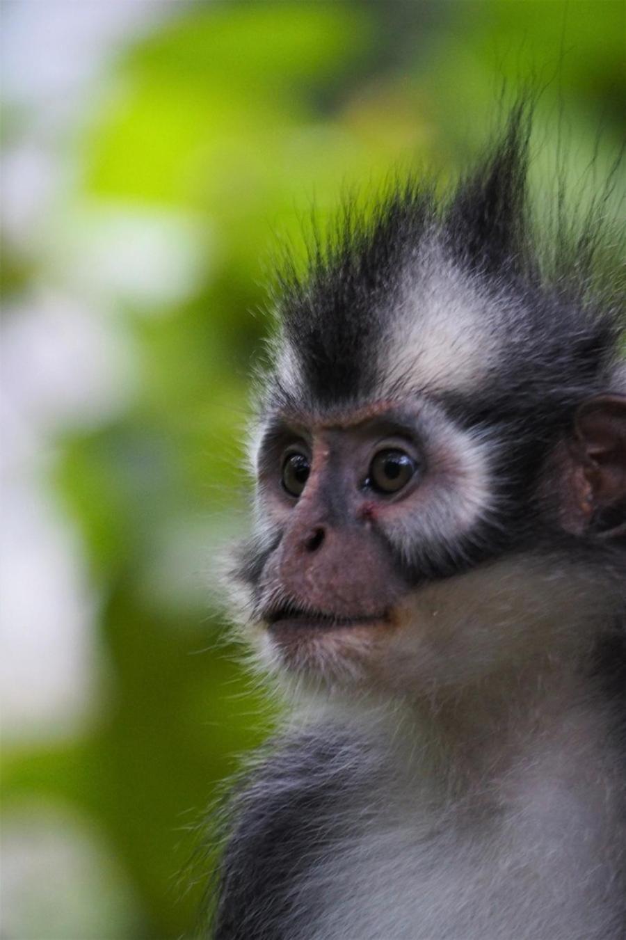 Thejungleguide - Lodges & Treks Bukit Lawang Exterior foto