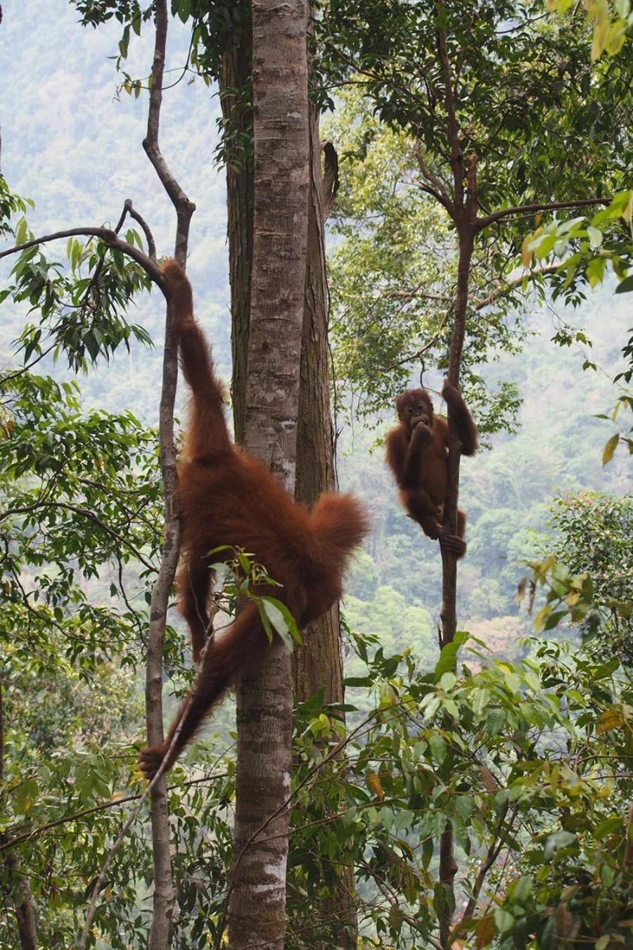 Thejungleguide - Lodges & Treks Bukit Lawang Exterior foto