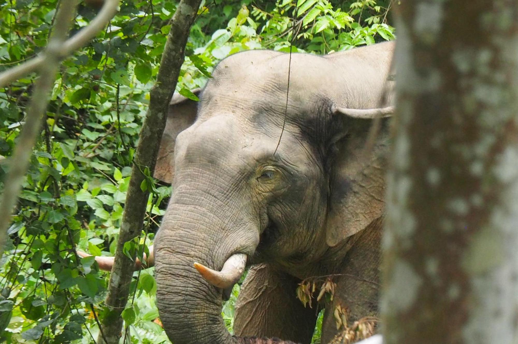 Thejungleguide - Lodges & Treks Bukit Lawang Exterior foto